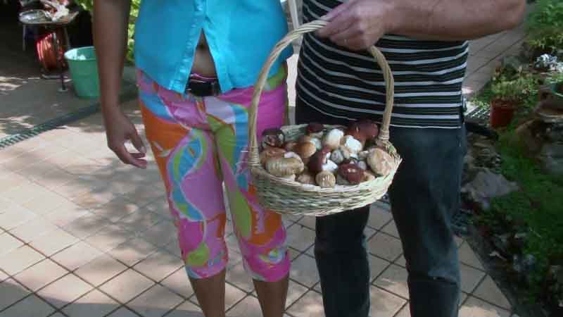 Incontro con il Boletus pinicola